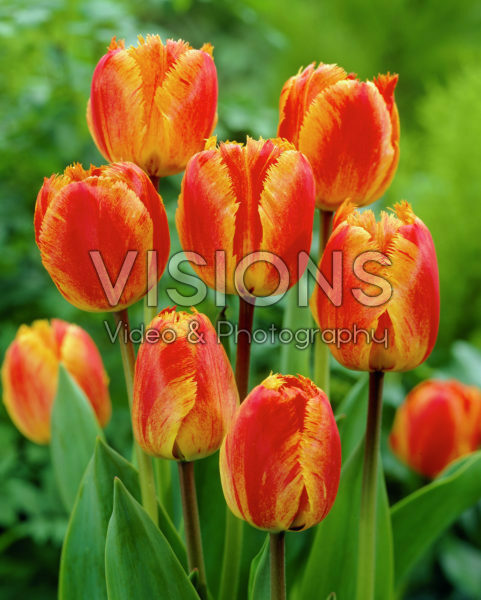 Тюльпан фр Фринджед Солтис